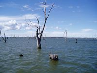 Lake trees - Yarrawonga Lakeside Apartments